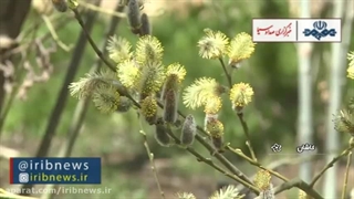 تولید عرق بیدمشک در شهرستان کاشان