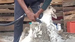 فیلم پشم چینی گوسفندان