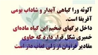 تاثیر آلوئه ورا بر درمان پسوریازیس psoriasis صدف پوستی