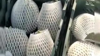 فوم توری میوه ، توری محافظ میوه 09199762163