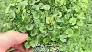 بذر شبدر دایکوندرا ، بذر چمن گلدانی ، بذر شبدر گلدانی09199762163