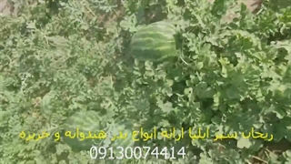 بذر هندوانه بلوکی بریس -ریحان سبز ایلیا