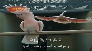 سورة اللیل با تلاوت زیبای ادریس ابکر