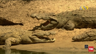 شگفتی‌های حیوانات ؛ 2014 ؛ فصل 1 ؛ قسمت 8