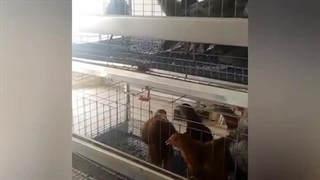 قفس تزئینی سه طبقه