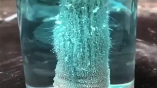 واکنش مس با نقره نیترات !