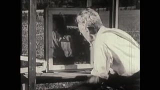 رقص زنبورهای عسل (رقص واگل)