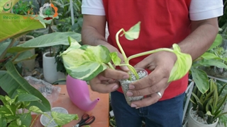 نحوه قلمه زدن اصولی گیاه