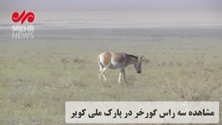 حال خوب گورخرهای آسیایی در پارک ملی کویر