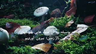 زیبایی خلقت  ٰٰسورة فاطر آیات ۲۷ الی ۳۰ با تلاوت زیبای عبد الباسط