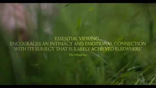 Cow - Official Trailer