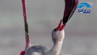 سایه-بان-کولر-آبی