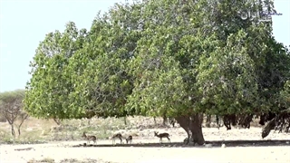 درخت مقدسی که شهرتش را از بودا دارد؛ آدرس بدهیم این‌ درخت انجیر معابد را هم نابود کنید! جزیره هنگام، دشت آهوها