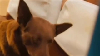 از هرکی توقع داشتم جز سگ +_+( تایپ mbti تون چیه کامنت کنید لطفا)