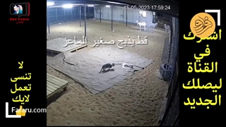در اتفاقی باورنکردنی، گربه یک بزغاله را کشت