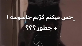 گربه هام جاسوس شدن والا عررررر ع رر عر  رر