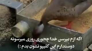 دوست دارم همتون این ویدیو رو ببینین :)