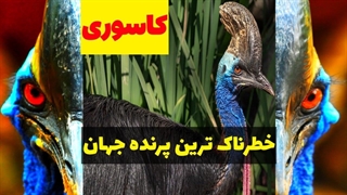 خطرناک ترین پرنده جهان | با پرنده کاسوری آشنا شوید