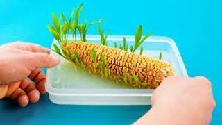 ترفند های کاشتن میوه و سبزیجات در خانه بدون نیاز به باغچه