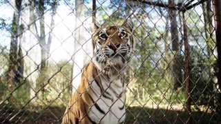 دانلود فیلم خیزش ببر The Tiger Rising 2022