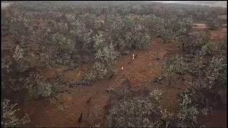 طنز حیوانات-