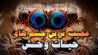 عجب ترین چشم های حیات وحش!