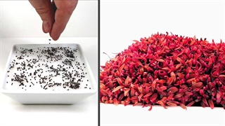 تایم لپس مراحل رشد ۳ مدل از حبوبات