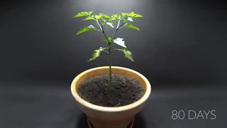 1600 روز در 8 دقیقه - 12 تایم لپس برتر از رشد گیاهان