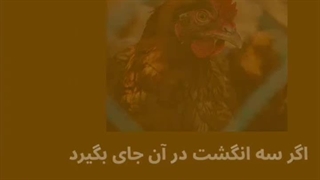 کیفیت مرغ تخمگذار رو از استخوان لگن تشخیص بده