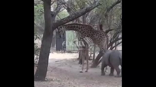 (ویدئو) کتک خوردن یک کرگدن از زرافه و فرار خنده دار او