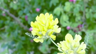 تیزر مستند بهشت بکر (شهرستان داراب)   کارگران:مهدی درانی