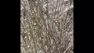 برداشت تا مصرف بادام کوهی(قنک)در روستای دهیچ