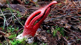 قارج هایی با عجیب ترین اشکال