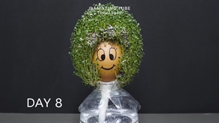 تایم لپس سبز شدن دانه های چیا