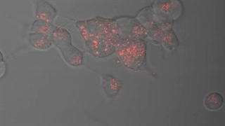 نانو الکترونیک و بیولوژی(افشین رشید)