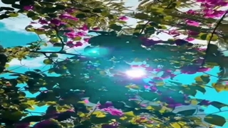 بنازم چشم مستت را...