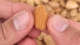 بادام کاغذی تک پوست ،منقا