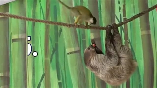 7 شگفتی در دنیای حیوانات