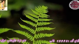 شاعر آذربایجانی 2 | غزلیات شیرین طالب | استعداد فریبا | آوای عاشقی طالب