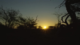 خرید ساعت جیشاک تیک تاک گالری