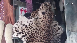 شکار حیوانات کمیاب در افغانستان متوقف نشده است