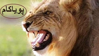 شکارچیان انفرادی وحشی آفریقایی