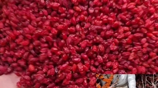 زرشک پفکی لوکس قائنات