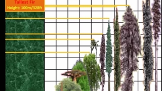 مقایسه ارتفاع درختان مختلف