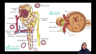 تراوش در کلیه