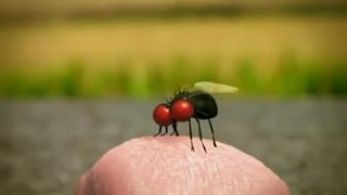 انیمیشن کوتاه و بامزه حشرات