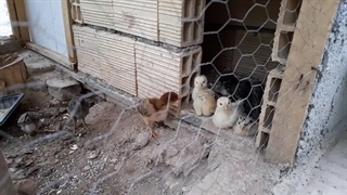 ویدیو مستند حیاط احل خانه طنز