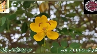 شعر فوق العاده نوشین و شیرین قناد نگه | آوای ماندگار شاعر آذربایجانی طالب