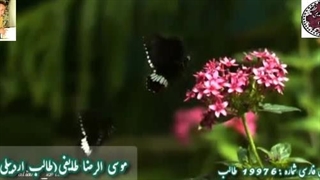 شعر شیوا و رویایی دیده | شعر خوانی دلنشین شاعر | اشعار طالب اردبیلی