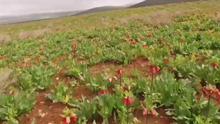نماهنگ فارسان باباحیدر